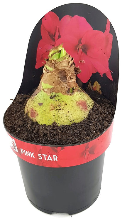 Hippeastrum Pink Star - Ritterstern mit auffälliger Blüte