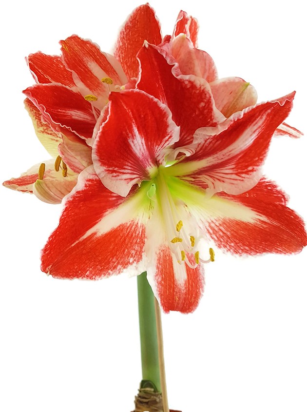 Hippeastrum Spartacus - Ritterstern mit rot-weißen Blüten