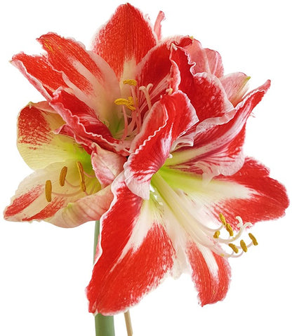 Hippeastrum Spartacus - Ritterstern mit rot-weißen Blüten