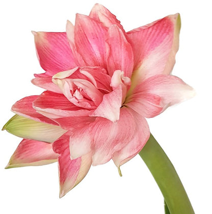 Hippeastrum Lady Jane - lachsfarbene Amaryllis