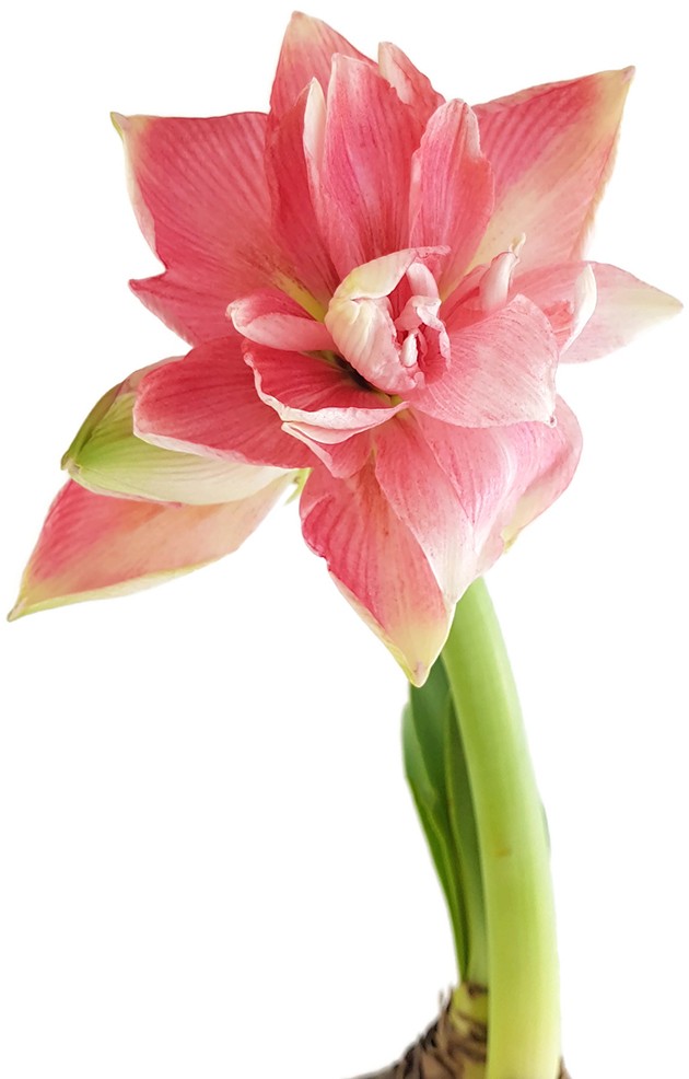 Hippeastrum Lady Jane - lachsfarbene Amaryllis