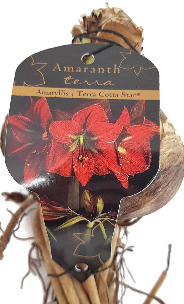 Hippeastrum &quot;Terra Cotta Star&quot; - Ritterstern mit roter Blüte