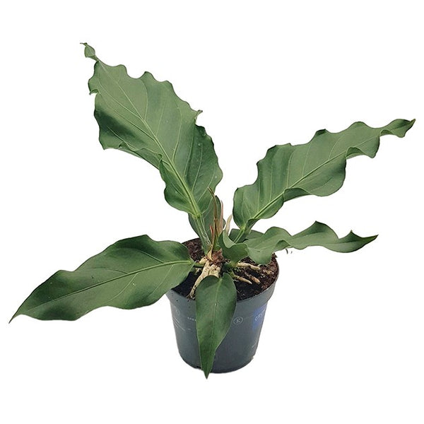birds nest anthurium Anthurium Birdsnest – Fangblatt GmbH