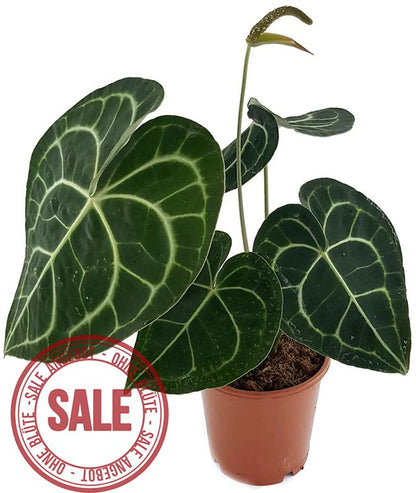 Anthurium clarinervium - Herzblattblume - SALE