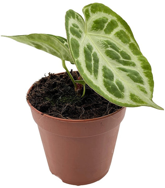 Anthurium crystallinum 