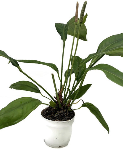 Anthurium Hookeri - beeindruckende Grünpflanze