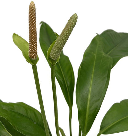 Anthurium Hookeri - beeindruckende Grünpflanze