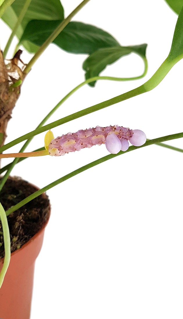 Anthurium obtusum - Flamingoblume