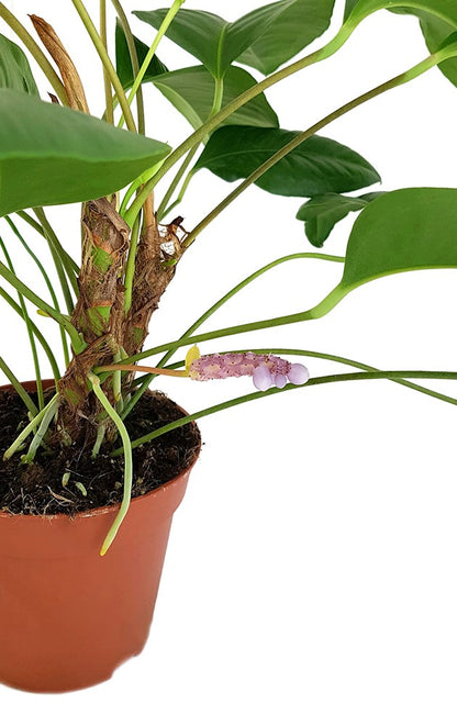 Anthurium obtusum - Flamingoblume