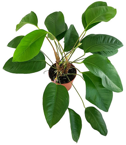 anthurium obtusum Anthurium obtusum