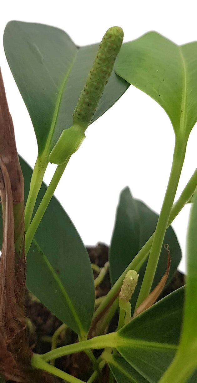 Anthurium scandens - Perlenschnur-Anthurium