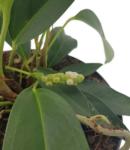 Anthurium scandens - Perlenschnur-Anthurium