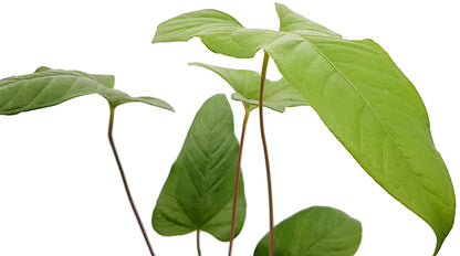 Anthurium pedatum - beeindruckende Grünpflanze