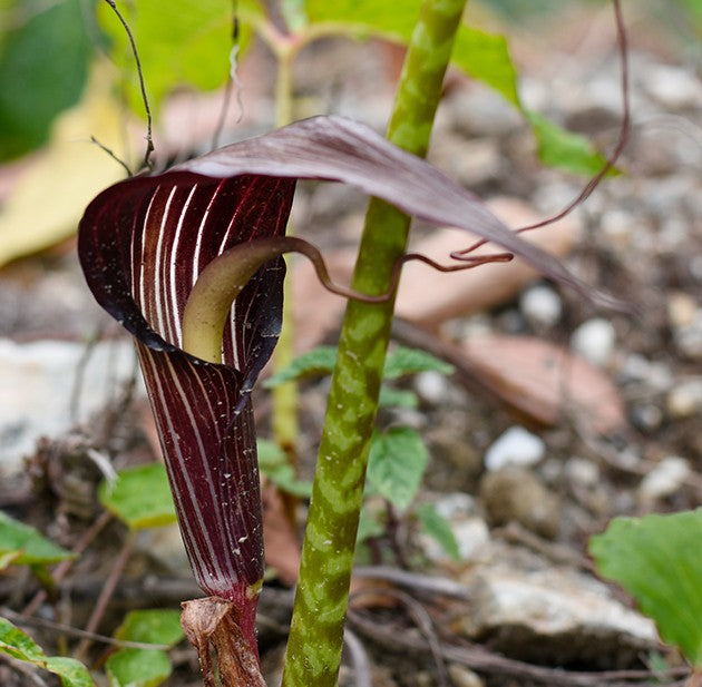 Arisaema speciosum - Kobralilie