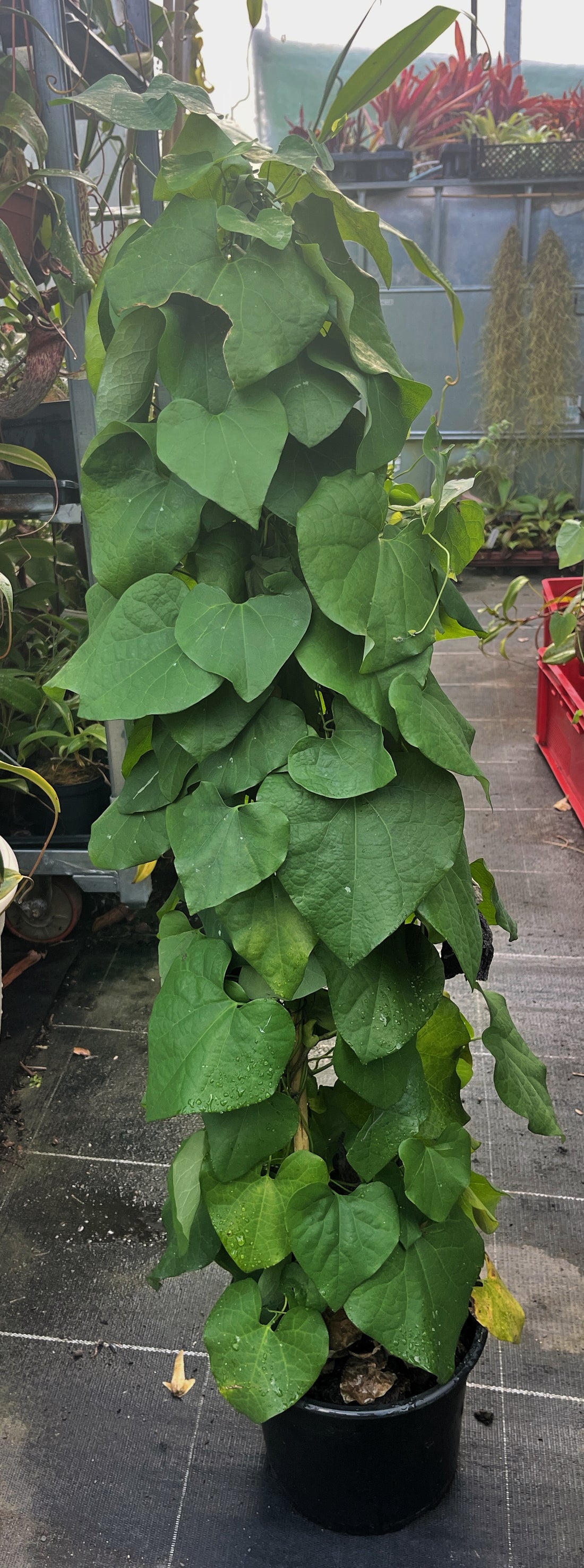 Aristolochia gigantea - &quot;Riesen-Pfeifenblume&quot;