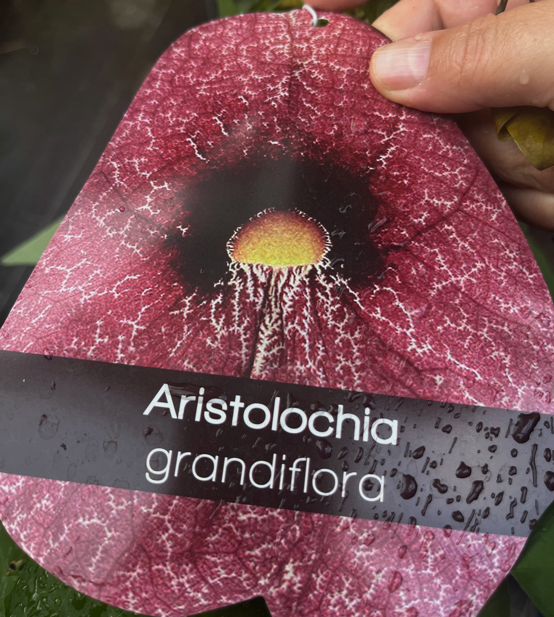 Aristolochia grandiflora - &quot;Dutchman’s Pipe&quot;