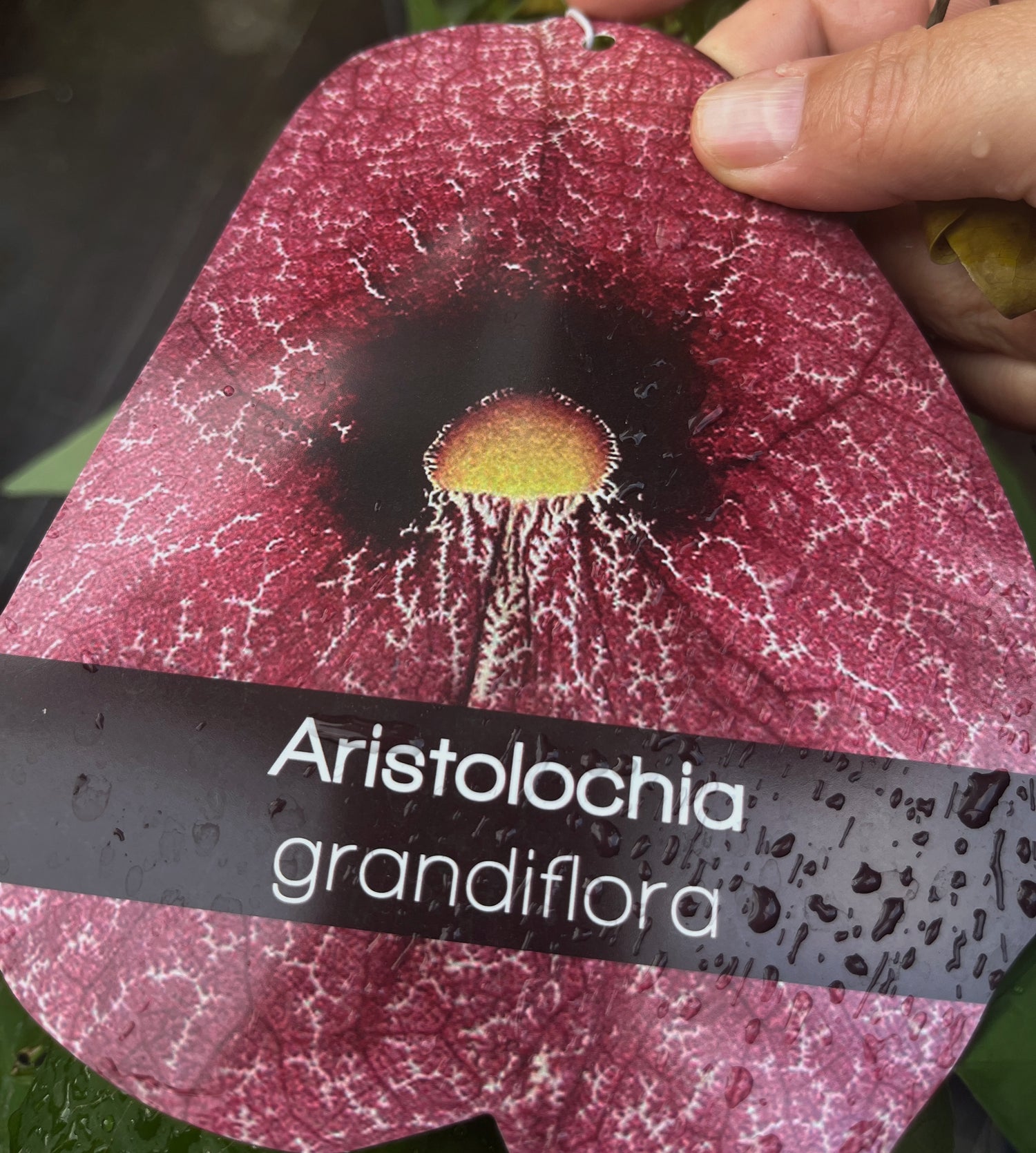 Aristolochia grandiflora - &quot;Dutchman’s Pipe&quot;