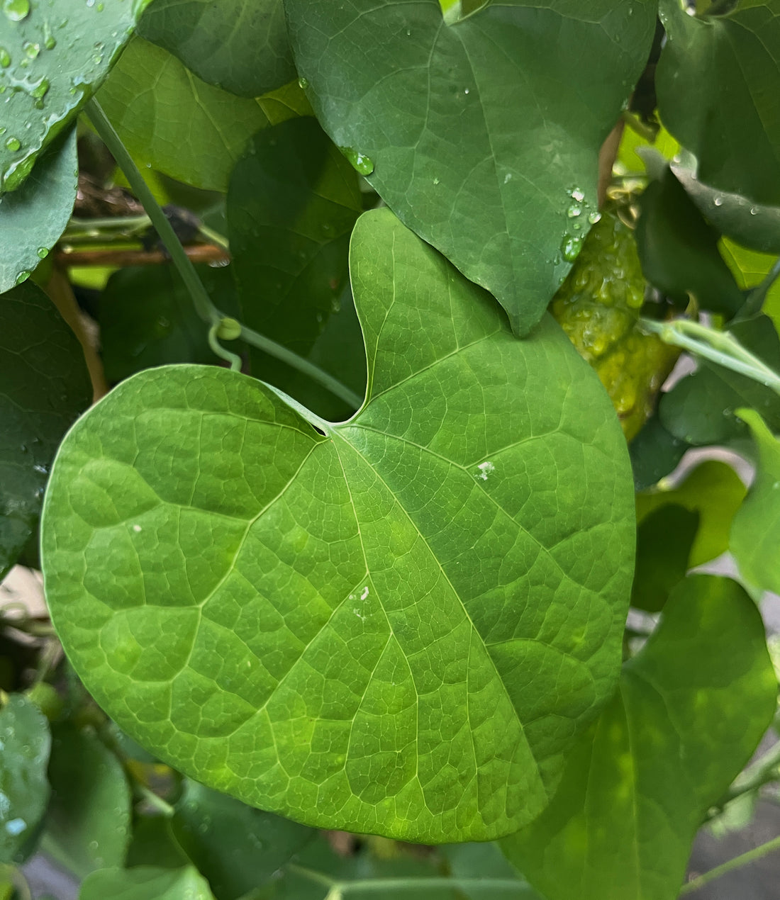 Aristolochia grandiflora - "Dutchman’s Pipe"