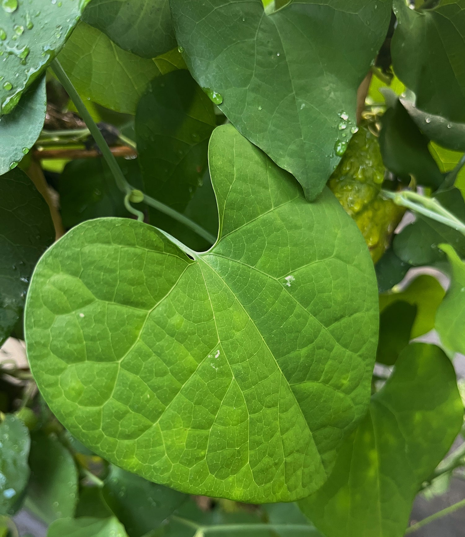 Aristolochia grandiflora - &quot;Dutchman’s Pipe&quot;