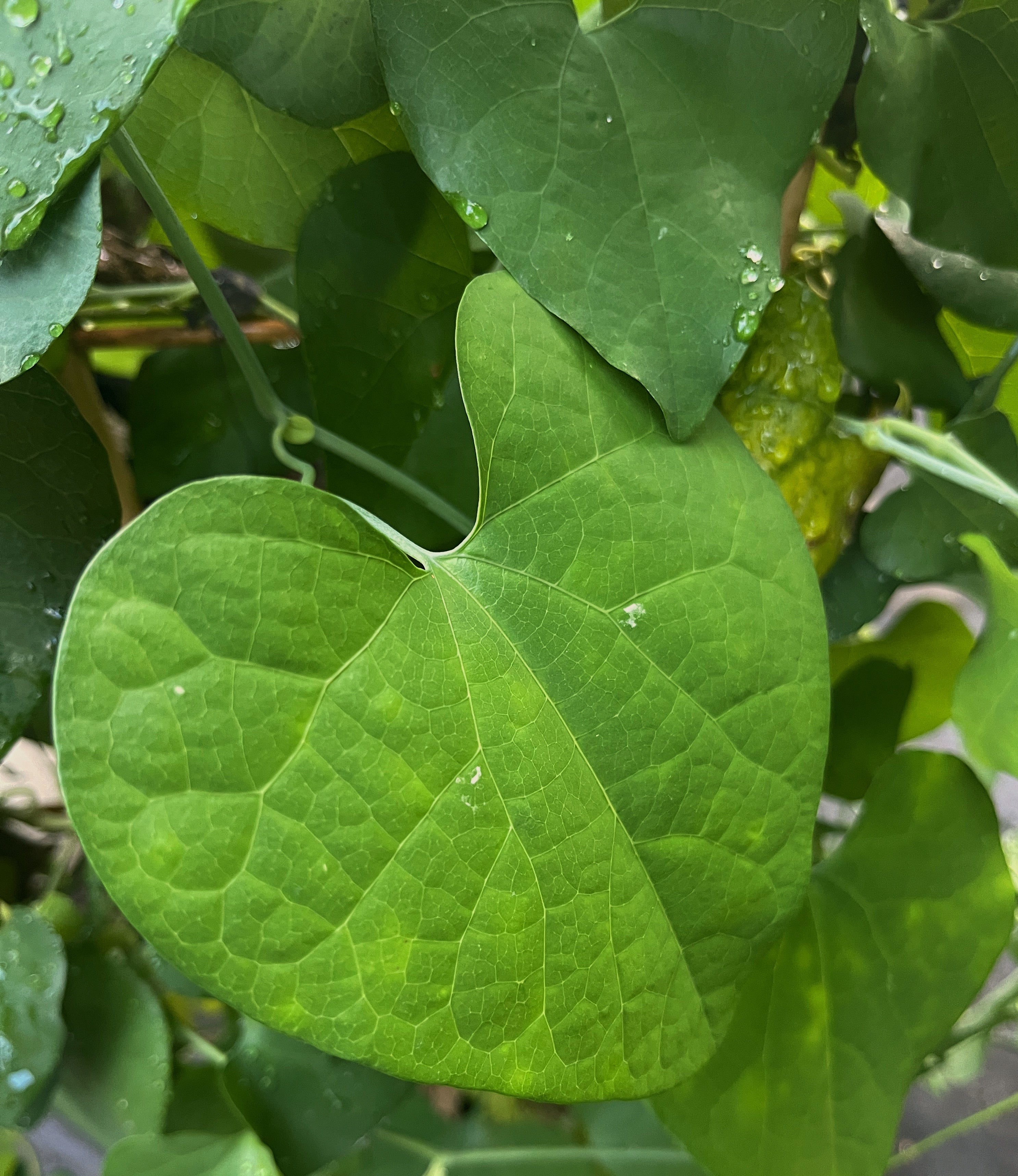 Aristolochia grandiflora - &quot;Dutchman’s Pipe&quot;