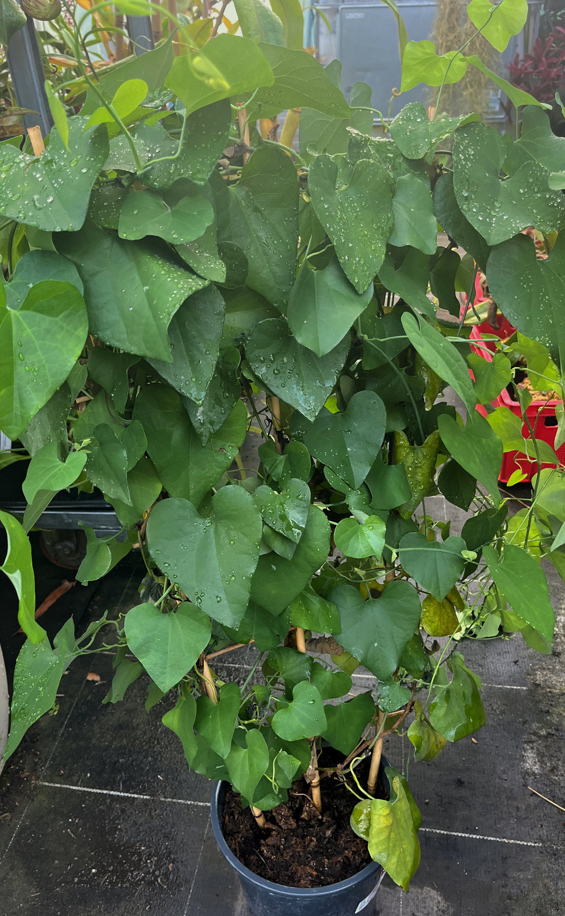 Aristolochia grandiflora - &quot;Dutchman’s Pipe&quot;