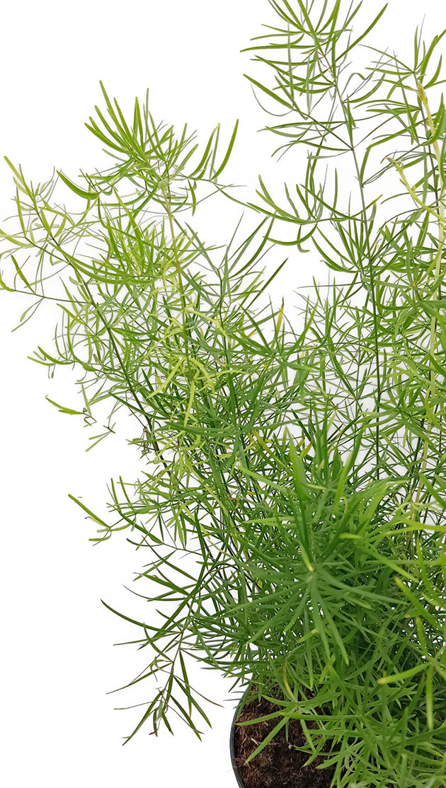 Asparagus densiflors Sprengeri - Zierspargel