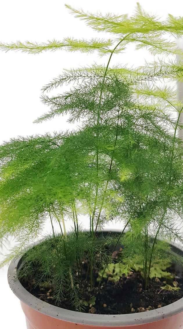 Asparagus setaceus Plumosus - Zierspargel