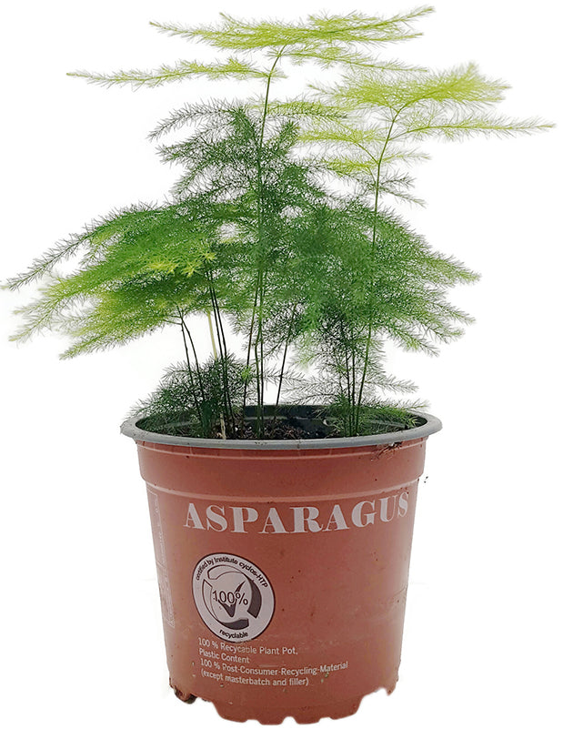 Asparagus setaceus Plumosus - Zierspargel