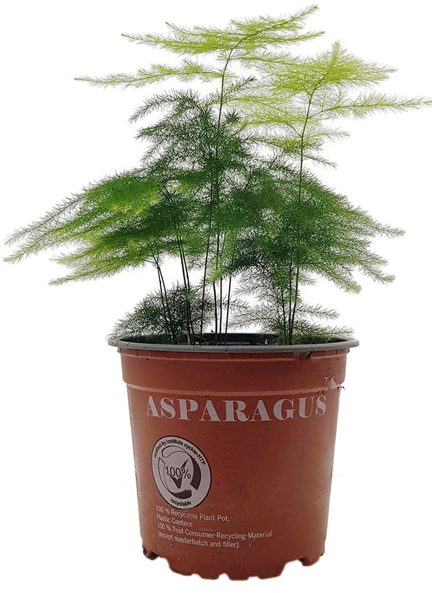 Asparagus setaceus Plumosus - Zierspargel