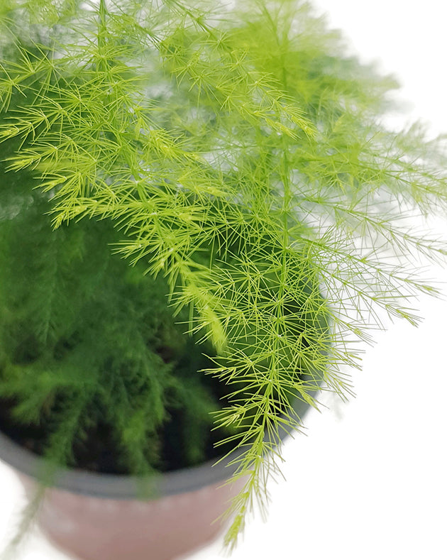 Asparagus setaceus Plumosus - Zierspargel