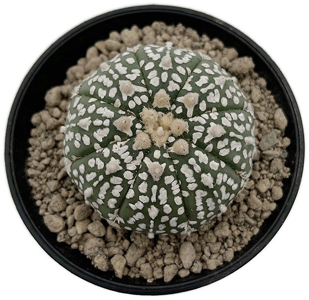 Astrophytum asterias - seedgrown Sternenkaktus