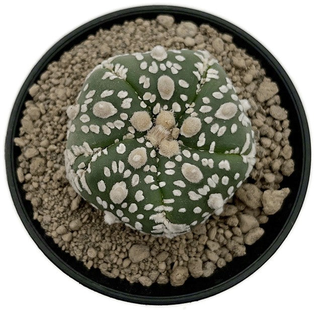 Astrophytum asterias - seedgrown Sternenkaktus