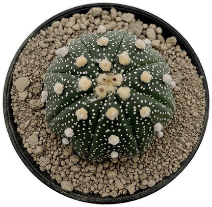 Astrophytum asterias - seedgrown Sternenkaktus