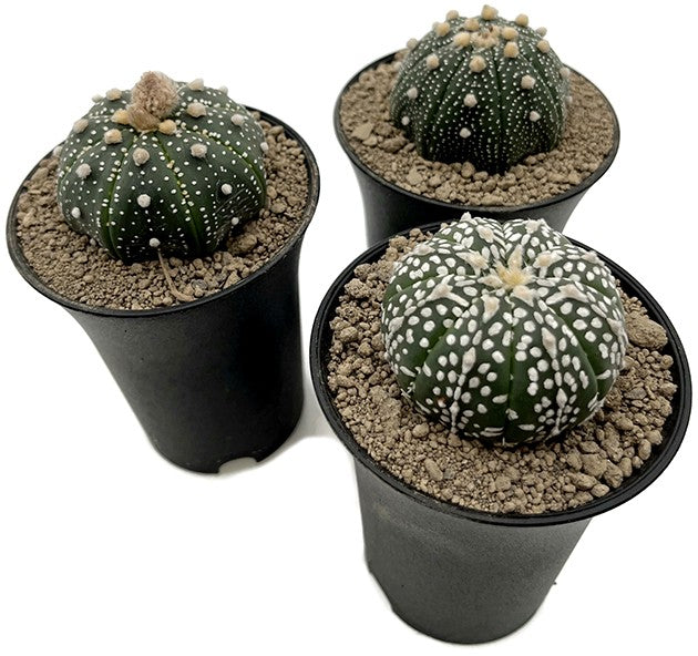 Astrophytum asterias - seedgrown Sternenkaktus