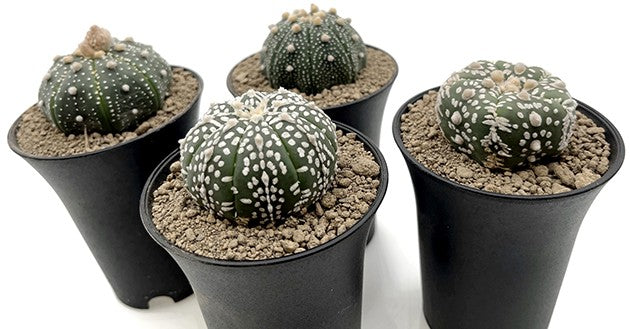 Astrophytum asterias - seedgrown Sternenkaktus