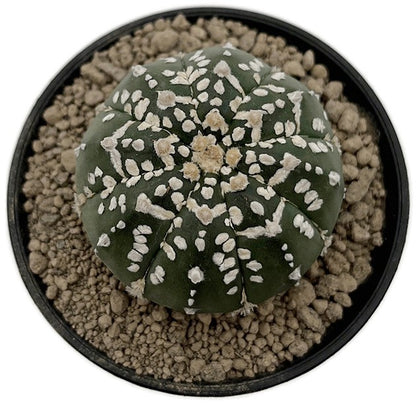 Astrophytum asterias - seedgrown Sternenkaktus