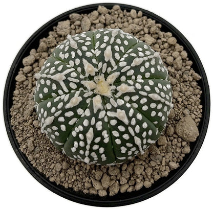 Astrophytum asterias - seedgrown Sternenkaktus