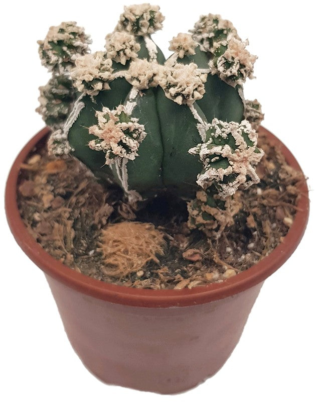 Astrophytum hakujo - seltene Sukkulente