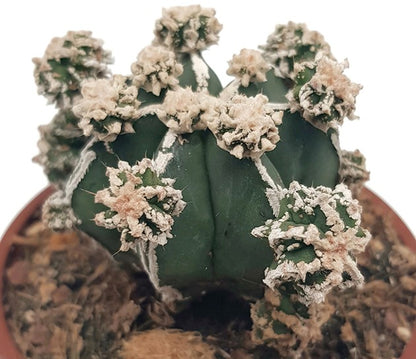 Astrophytum hakujo - seltene Sukkulente