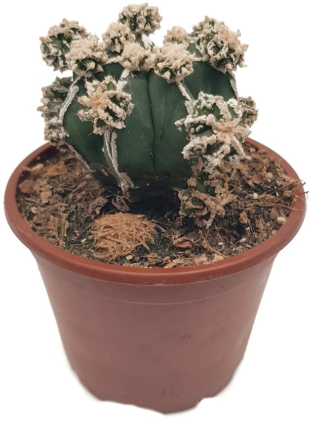 Astrophytum hakujo - seltene Sukkulente