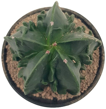 Astrophytum myriostigma cv Fukuryu nudum - seltene Sukkulente