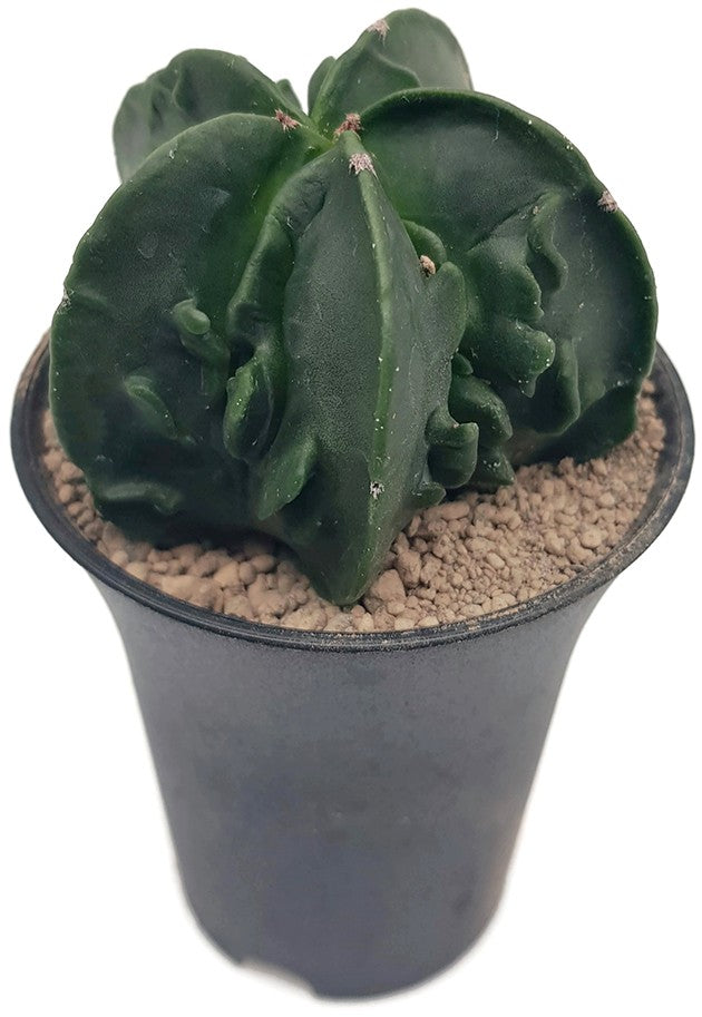 Astrophytum myriostigma cv Fukuryu nudum - seltene Sukkulente