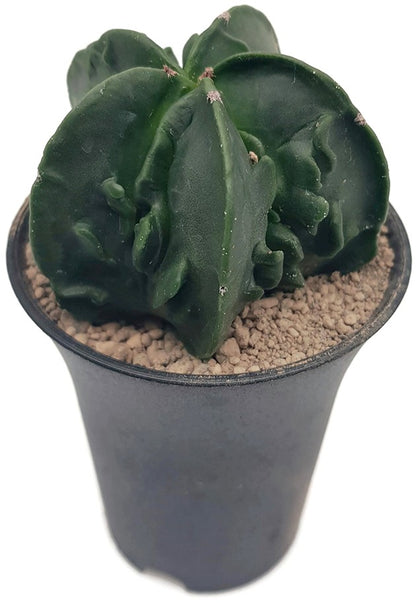 Astrophytum myriostigma cv Fukuryu nudum - seltene Sukkulente