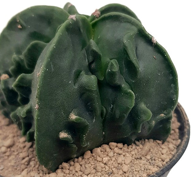 Astrophytum myriostigma cv Fukuryu nudum - seltene Sukkulente