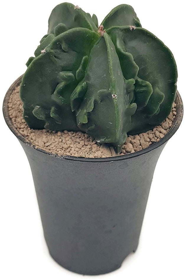 Astrophytum myriostigma cv Fukuryu nudum - seltene Sukkulente