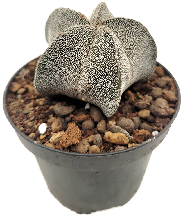 Astrophytum cv. Onzuka - Sternenkaktus