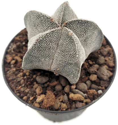 Astrophytum cv. Onzuka - Sternenkaktus