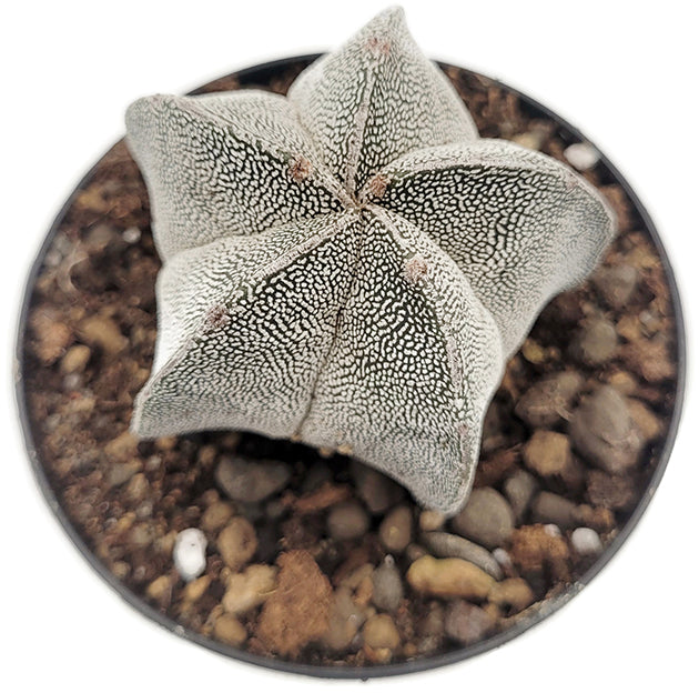 Astrophytum cv. Onzuka - Sternenkaktus