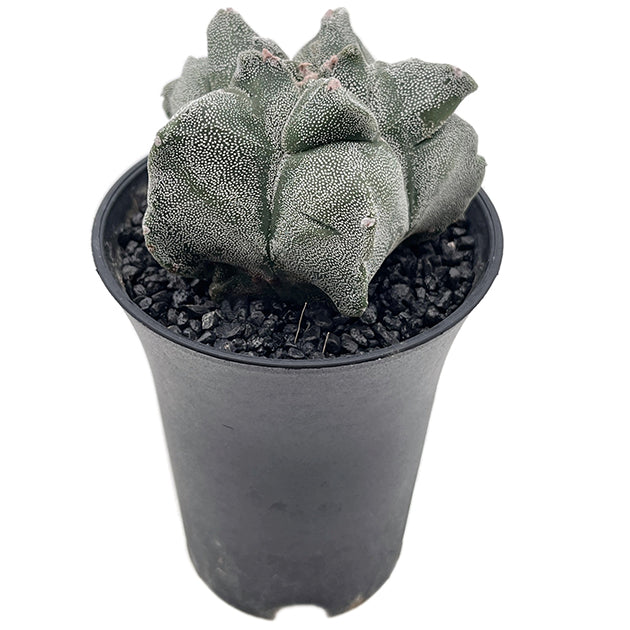 Astrophytum myriostigma var. "Kikko" - gezackte Bischofsmütze