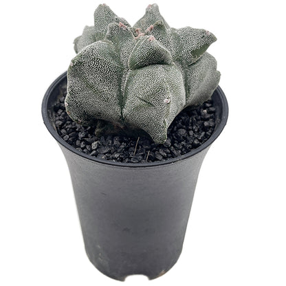Astrophytum myriostigma var. "Kikko" - gezackte Bischofsmütze